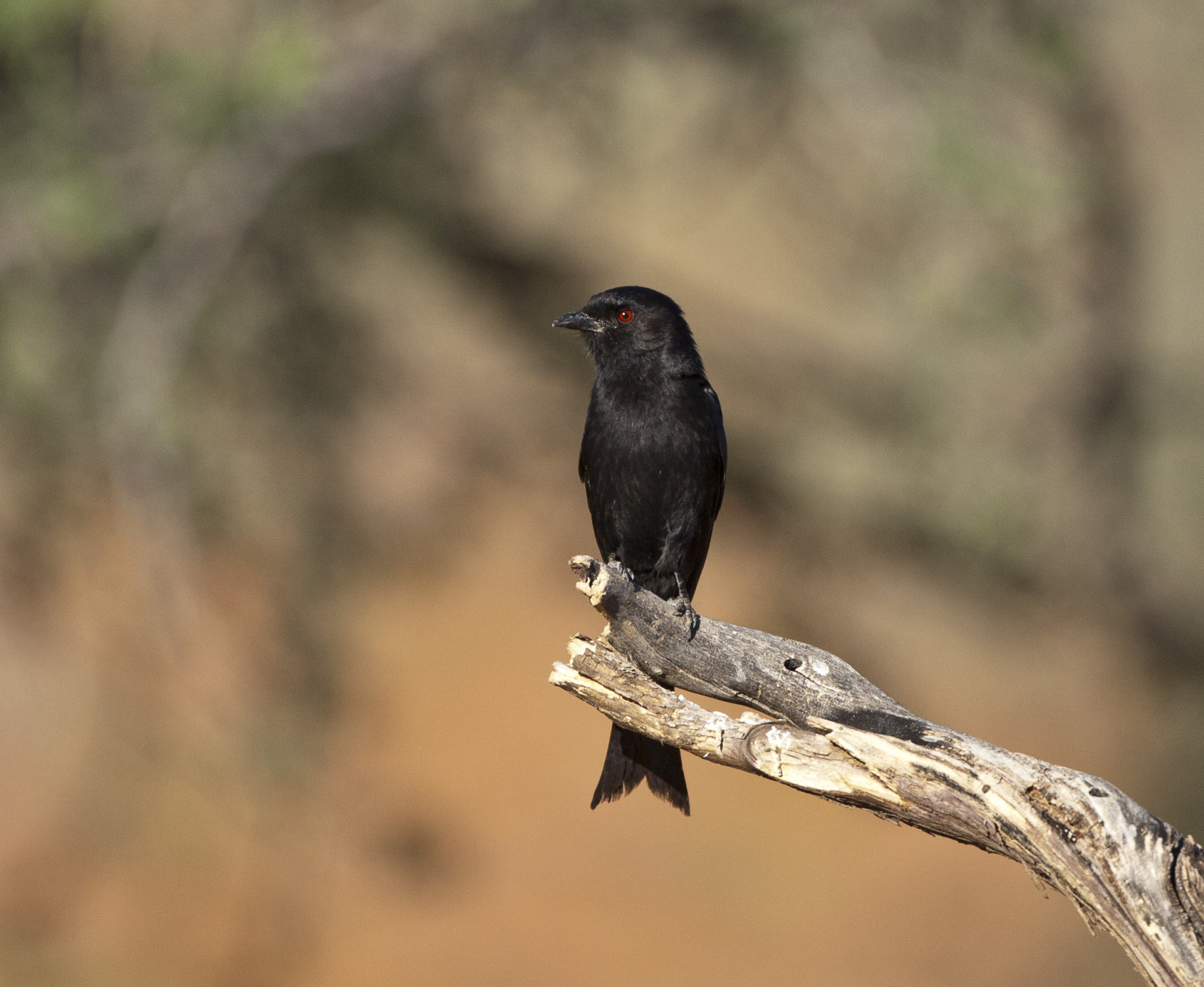 image Fork-tailed Drongo